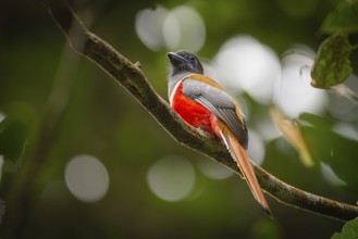 Männlicher Malabartrogon (Harpactes fasciatus)
