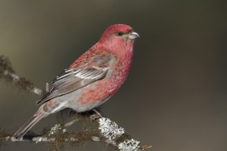 Pine Grosbeak - Hakengimpel - Pinicola enucleator, Finland, adult male