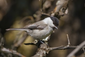 Willow Tit - Weidenmeise - Poecile montanus ssp. baicalensis, Kazakhstan (Altai)