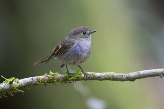 Pink Robin (Petroica rodinogaster) young male perched on a mossy branch, Victoria, Australia