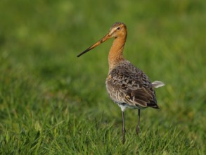 Black-tailed Godwit (Limosa limosa) foraging, Netherlands