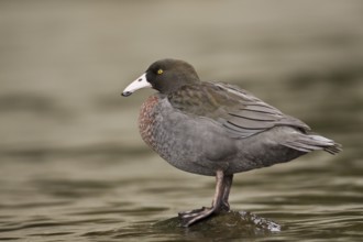 Blue Duck (Hymenolaimus malacorhynchos), New Zealand