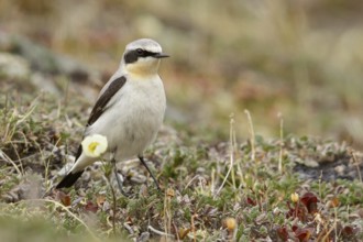 Northern Wheatear (Oenanthe oenanthe) perched on the tundra in Nome, Alaska