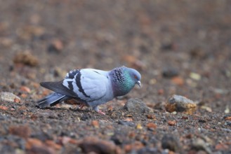 Rock Dove (Columba livia) male, Lanzarote, Spain