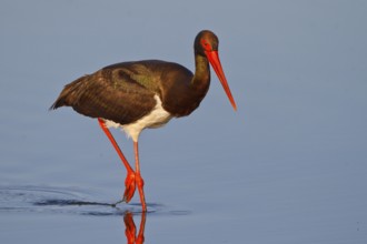 Black Stork (Ciconia nigra) foraging, Greece