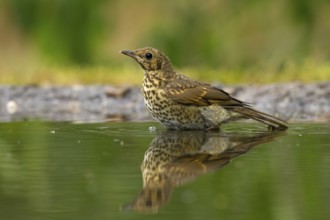 Song Thrush (Turdus philomelos) juvenile, Utrecht, Netherlands