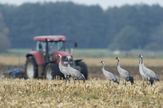 Common Crane (Grus grus), Lower Saxony, Germany