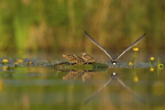 Black Tern (Chlidonias niger) feeding of juvenile, Netherlands