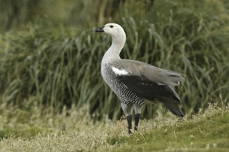 Upland Goose (Chloephaga picta) male, Falkland Islands