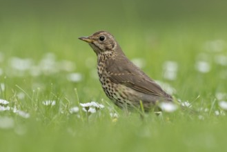 Song Thrush (Turdus philomelos), Lake Neusiedl, Austria