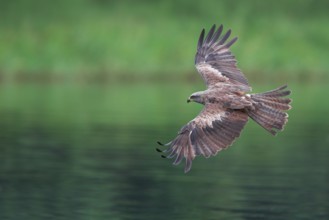 Black Kite (Milvus migrans), Mecklenburg-Western Pomerania, Germany