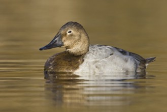 Canvasback (Aythya valisineria) female, British Columbia, Canada