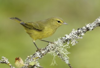 Orange-crowned Warbler (Leiothlypis celata), British Columbia, Canada