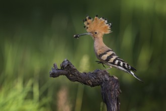 Eurasian Hoopoe (Upupa epops) with food in beak, Saxony-Anhalt, Germany