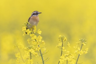 Whinchat (Saxicola rubetra) male in a rape field, Saxony-Anhalt, Germany