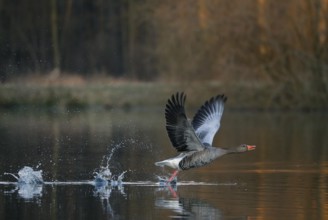 Graugans, lat. Anser anser, startet von der Wasseroberfläche