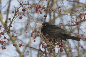 Common Blackbird (Turdus merula) male, Saxony, Germany