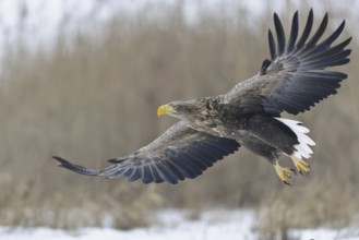 White-tailed Eagle (Haliaeetus albicilla) flying, Lower Saxony, Germany