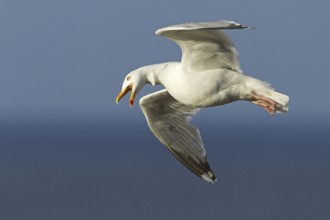European Herring Gull (Larus argentatus) flying, Schleswig-Holstein, Germany
