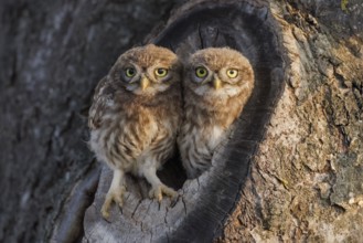 Steinkauz, Athene noctua Little Owl, Athene noctua