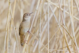 Rohrschwirl, Locustella luscinioides Savi's, warbler, Locustella luscinioides