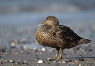 Common Eider (Somateria mollissima) female, Schleswig-Holstein, Germany