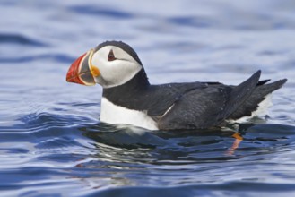 Atlantic Puffin (Fratercula arctica), Newfoundland, Canada