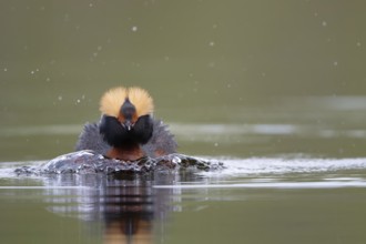 Horned Grebe (Podiceps auritus), Dalarna, Sweden