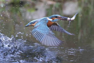 Common Kingfisher (Alcedo atthis) female hunting Moderlieschen (Leucaspius delineatus) in a garden