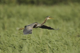 Purple Heron (Ardea purpurea) flying, Netherlands