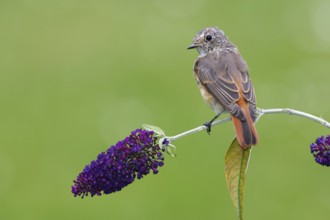 Common Redstart (Phoenicurus phoenicurus) juvenile, Berlin, Germany