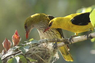 Eurasian Golden Oriole (Oriolus oriolus) pair with begging chicks in nest, Bulgaria