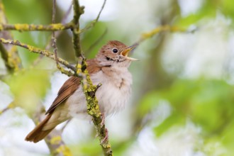 Common Nightingale (Luscinia megarhynchos) singing, Baden-Wuerttemberg, Germany
