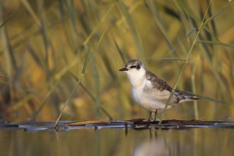 Whiskered Tern (Chlidonias hybrida) juvenile, Andalusia, Spain