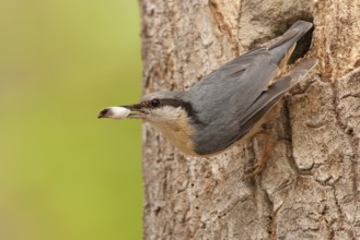 Eurasian Nuthatch (Sitta europaea), St. Gallen, Switzerland