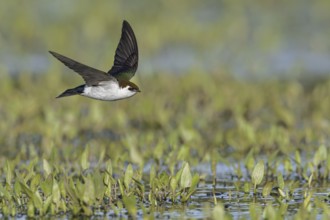 Violet-green Swallow (Tachycineta thalassina) flying over a marsh in Victoria, BC, Canada