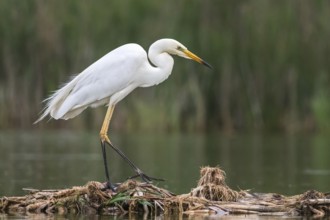 Great Egret (Ardea alba) foraging, Subotica, Serbia