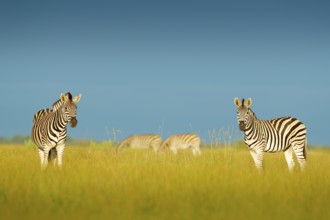 Zebra with blue storm sky. Burchell's zebra, Equus quagga burchellii, Nxai Pan National Park,