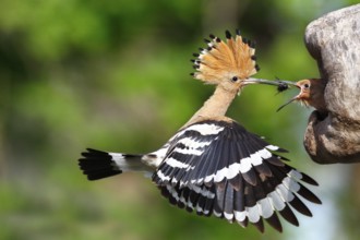 Eurasian Hoopoe (Upupa epops) feeding chick in breeding cavity, Saxony-Anhalt, Germany