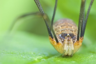 Weberknecht, Opilio canestrinii Harvestman, Opilio canestrinii