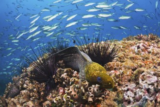 Marmormuräne, Gymnothorax undulatus Undulated Moray, Gymnothorax undulatus