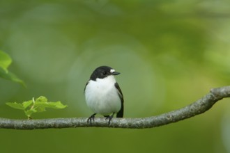 European Pied Flycatcher (Ficedula hypoleuca) male, Baden-Wuerttemberg, Germany
