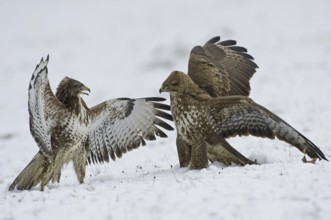 Common Buzzard (Buteo buteo) flying, Saxony, Germany