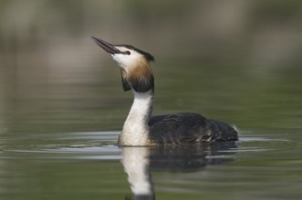 Great Crested Grebe (Podiceps cristatus), Saxony, Germany
