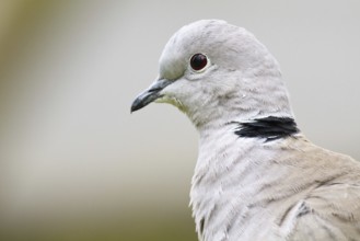 Eurasian Collared Dove (Streptopelia decaocto), Asturias, Spain
