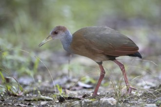 Rufous-naped Wood Rail (Aramides albiventris albiventris), Peten, Guatemala