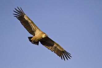 Griffon Vulture (Gyps fulvus), Segovia, Spain