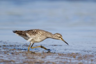 Wood Sandpiper (Tringa glareola) foraging, Lesvos, Greece