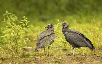 Rabengeier (Coragyps atratus)