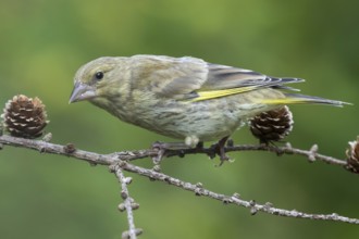 European Greenfinch (Chloris chloris) juvenile perched on a branch, Lower Saxony, Germany